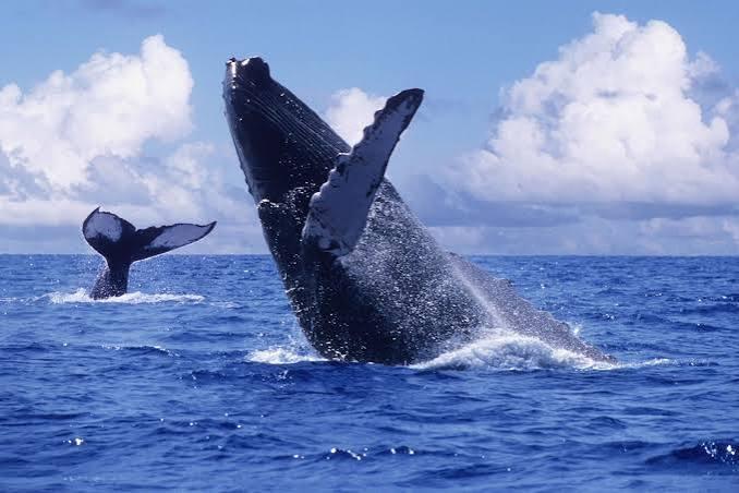 Avistamiento de ballenas jorobadas