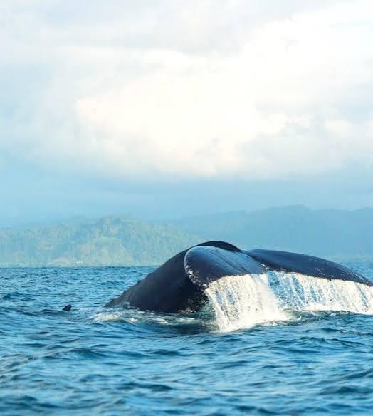 Avistamiento de ballenas jorobadas 1