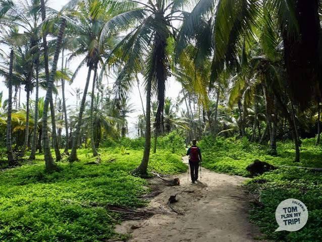 Caminata ecológica por la selva del Tayrona