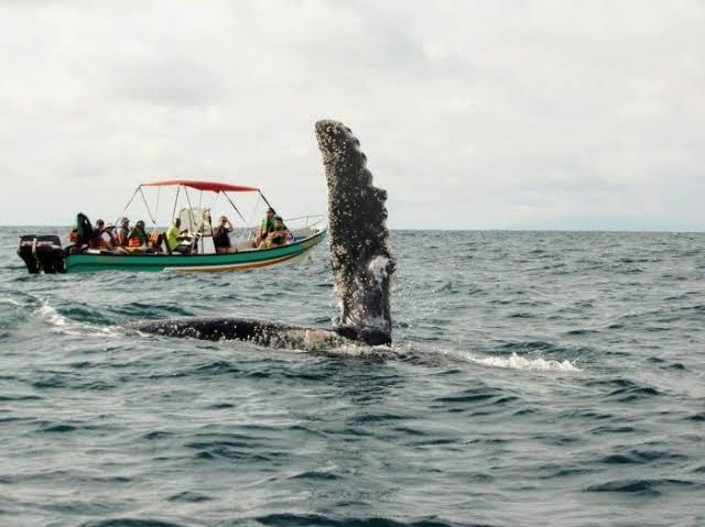 Avistamiento de ballenas