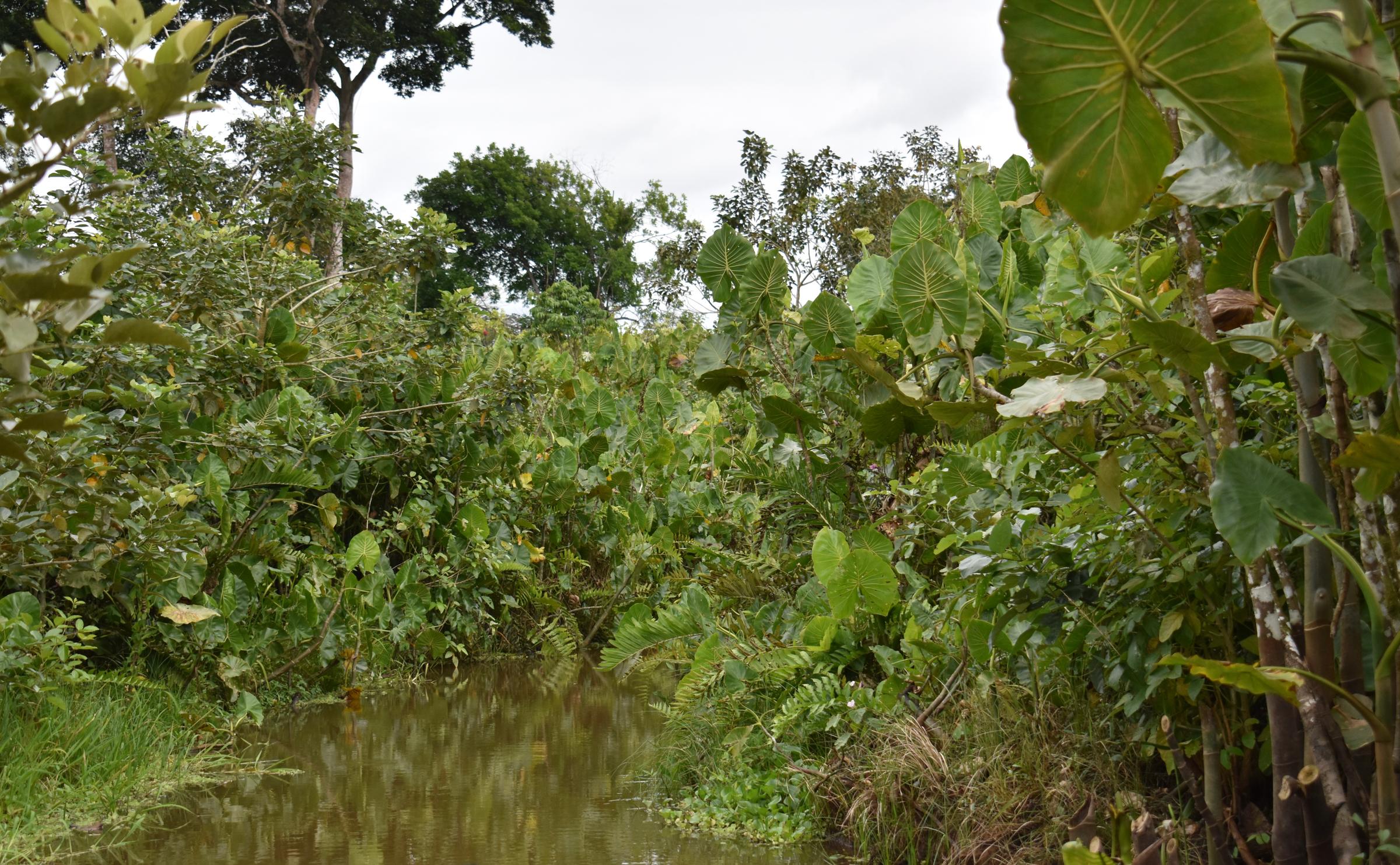 Amazonas: Selva, río y vida silvestre (Noviembre)
