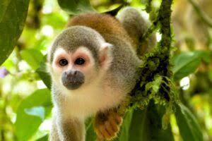 Amazonas: Selva, río y vida silvestre (Noviembre) 3