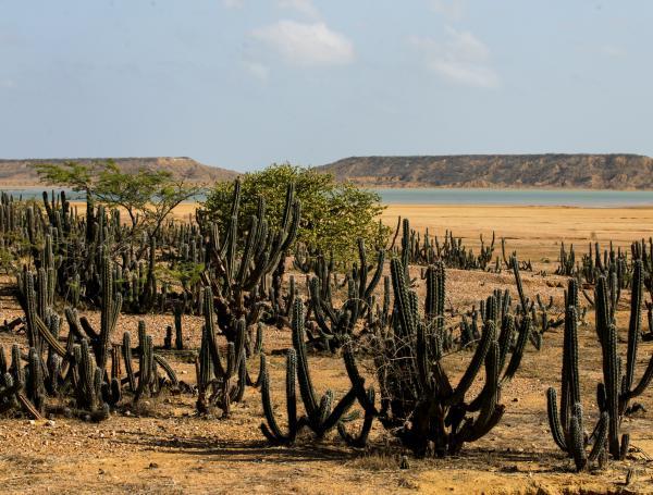 La Guajira - Desierto y Caribe 1